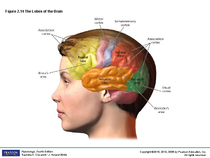 Figure 2. 14 The Lobes of the Brain Psychology, Fourth Edition Saundra K. Ciccarelli