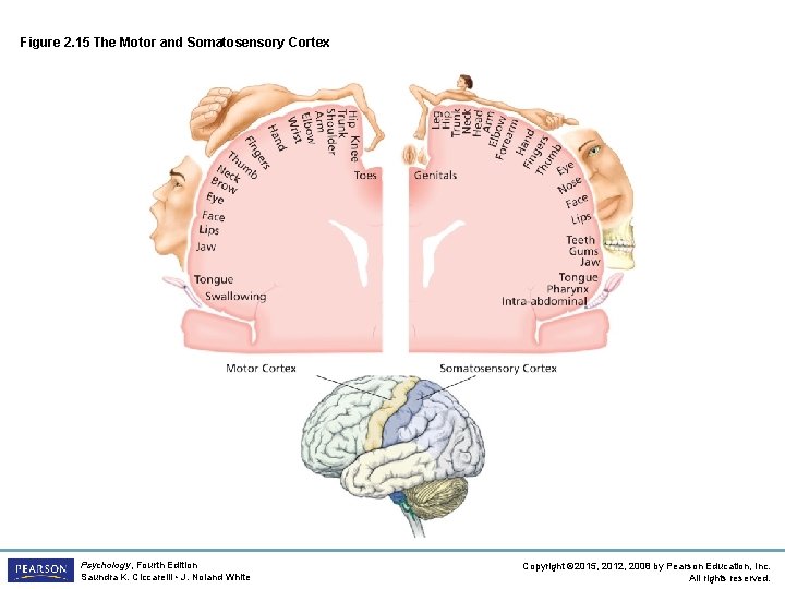 Figure 2. 15 The Motor and Somatosensory Cortex Psychology, Fourth Edition Saundra K. Ciccarelli