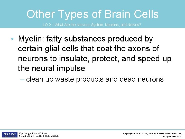 Other Types of Brain Cells LO 2. 1 What Are the Nervous System, Neurons,