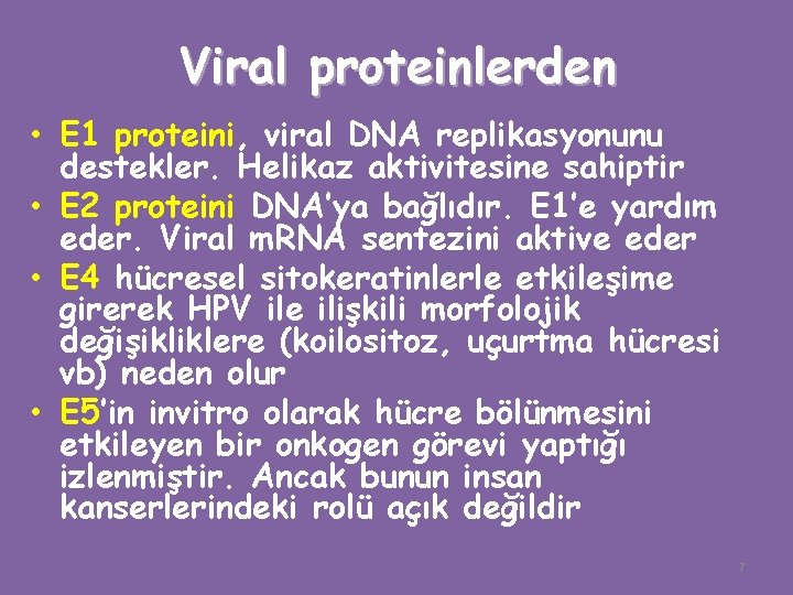 Viral proteinlerden • E 1 proteini, viral DNA replikasyonunu destekler. Helikaz aktivitesine sahiptir •