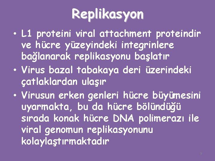 Replikasyon • L 1 proteini viral attachment proteindir ve hücre yüzeyindeki integrinlere bağlanarak replikasyonu