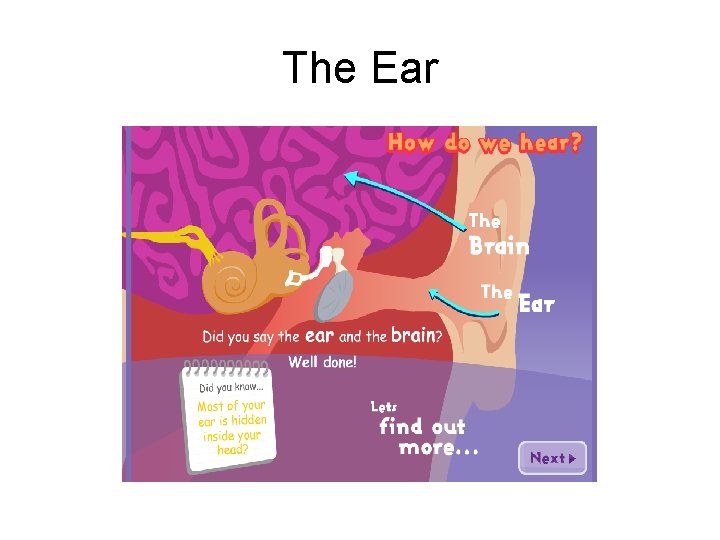 The Ear 