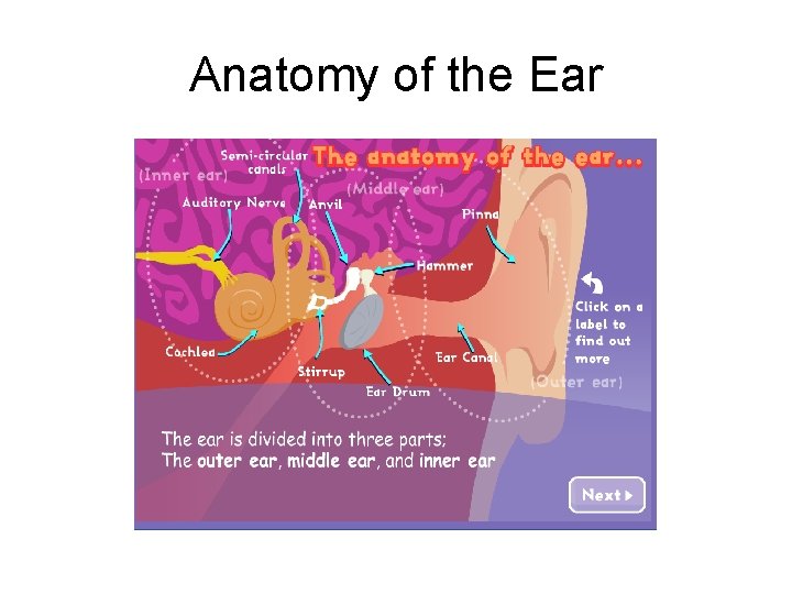Anatomy of the Ear 