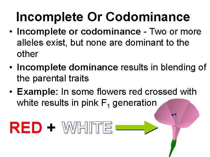 Incomplete Or Codominance • Incomplete or codominance - Two or more alleles exist, but