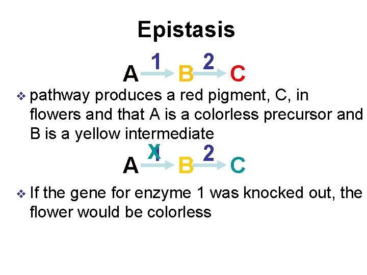 v pathway Epistasis 1 2 A B C produces a red pigment, C, in