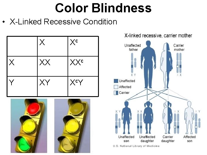 Color Blindness • X-Linked Recessive Condition X Xc X XX XXc Y XY Xc.