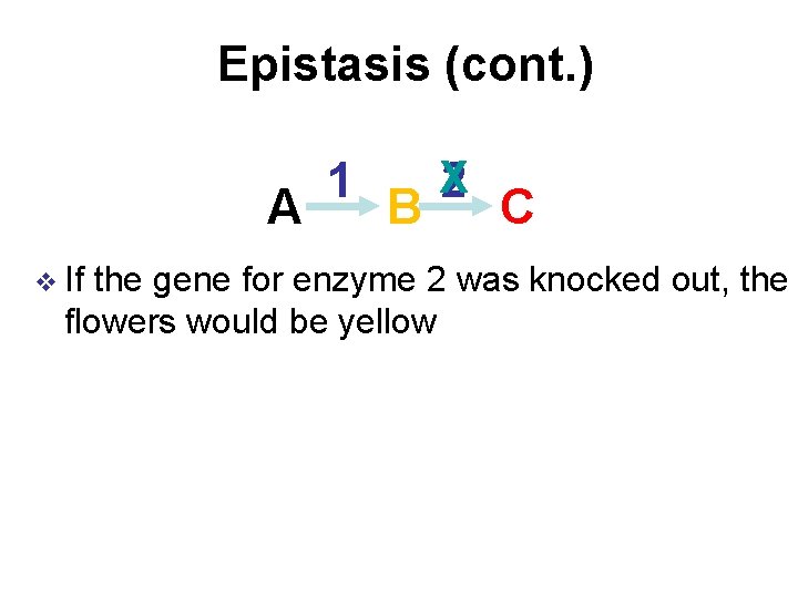 Epistasis (cont. ) A v If 1 B X 2 C the gene for