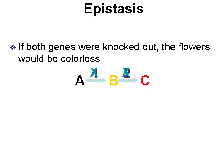 Epistasis v If both genes were knocked out, the flowers would be colorless A