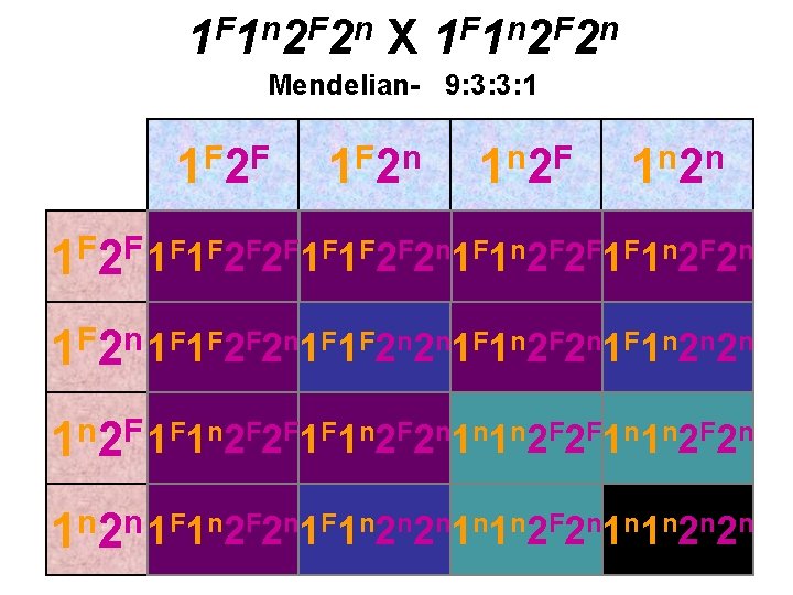 1 F 1 n 2 F 2 n X 1 F 1 n 2