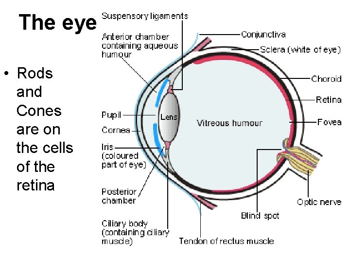 The eye • Rods and Cones are on the cells of the retina 
