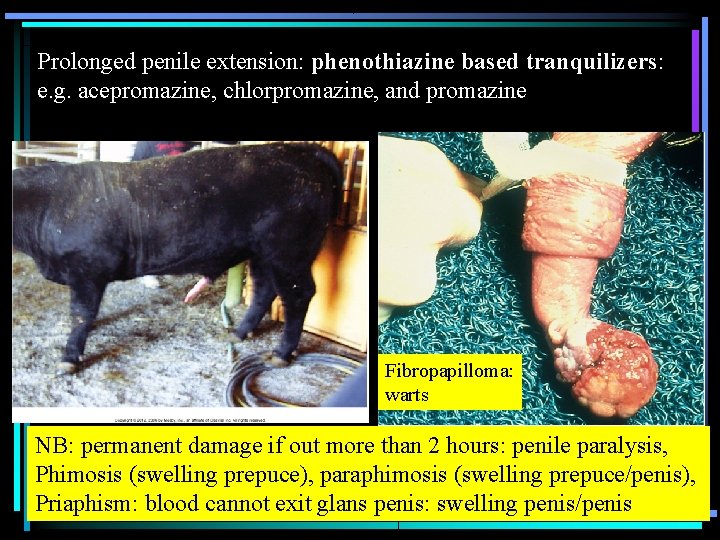 Prolonged penile extension: phenothiazine based tranquilizers: e. g. acepromazine, chlorpromazine, and promazine Fibropapilloma: warts