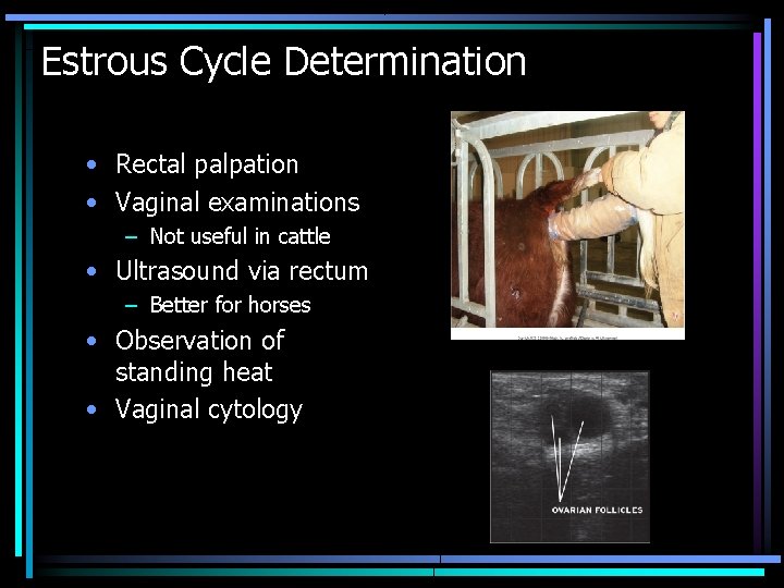 Estrous Cycle Determination • Rectal palpation • Vaginal examinations – Not useful in cattle