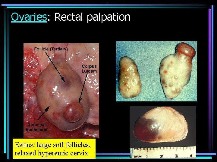 Ovaries: Rectal palpation Estrus: large soft follicles, relaxed hyperemic cervix 