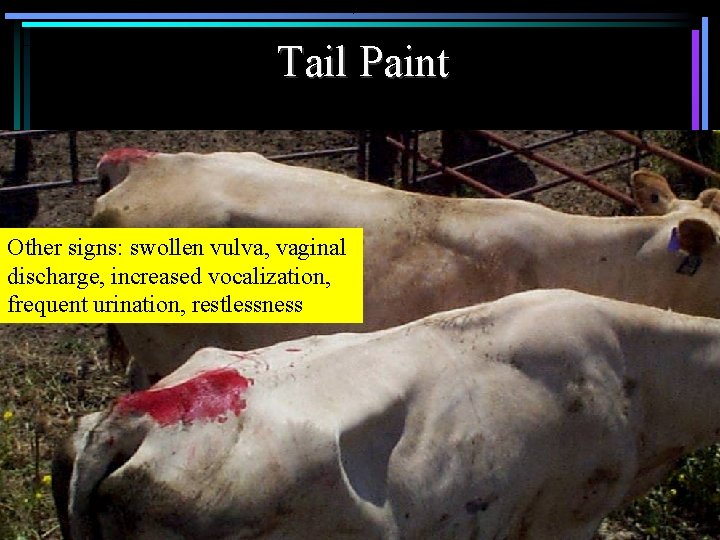 Tail Paint Other signs: swollen vulva, vaginal discharge, increased vocalization, frequent urination, restlessness 