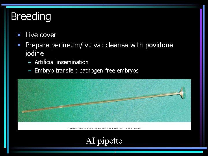 Breeding • Live cover • Prepare perineum/ vulva: cleanse with povidone iodine – Artificial