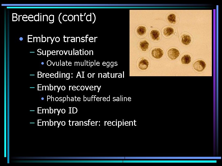 Breeding (cont’d) • Embryo transfer – Superovulation • Ovulate multiple eggs – Breeding: AI