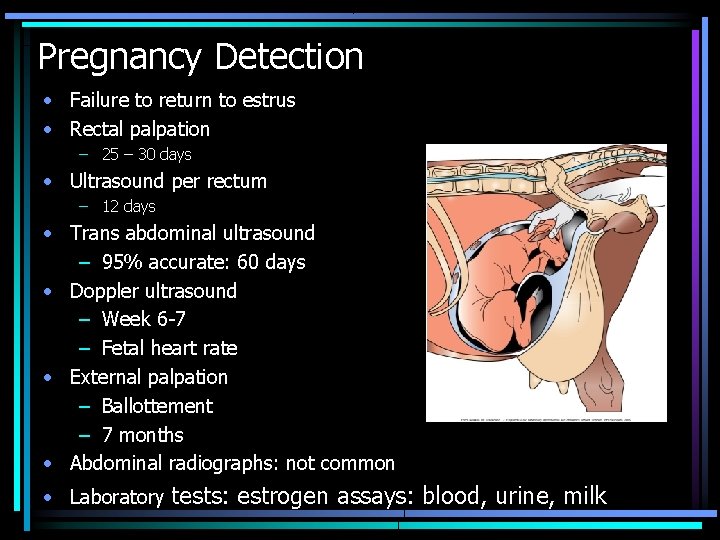 Pregnancy Detection • Failure to return to estrus • Rectal palpation – 25 –