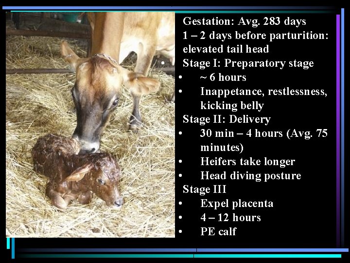  • • • Gestation: Avg. 283 days 1 – 2 days before parturition: