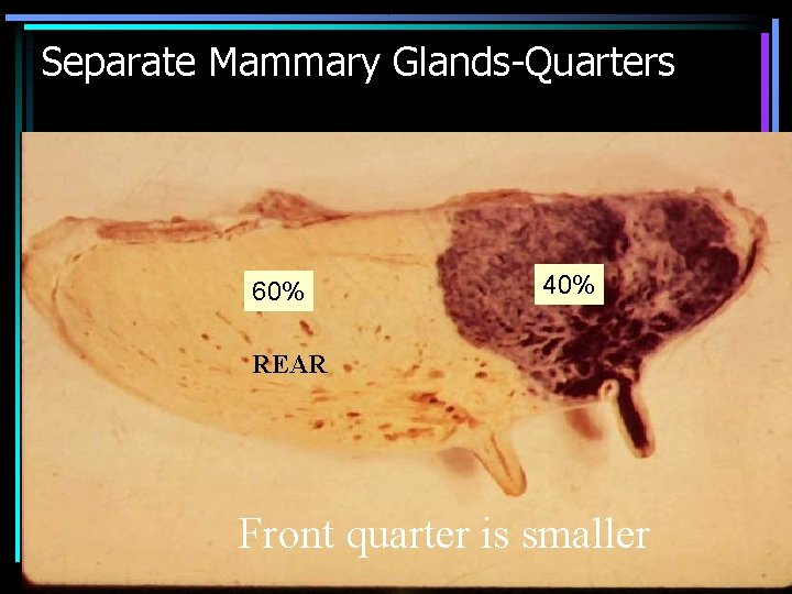 Separate Mammary Glands-Quarters 60% 40% REAR Front quarter is smaller 