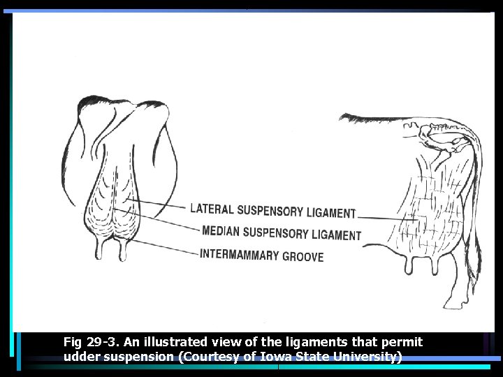 Fig 29 -3. An illustrated view of the ligaments that permit udder suspension (Courtesy