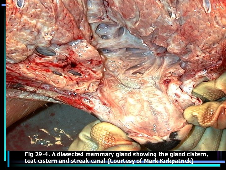 Fig 29 -4. A dissected mammary gland showing the gland cistern, teat cistern and