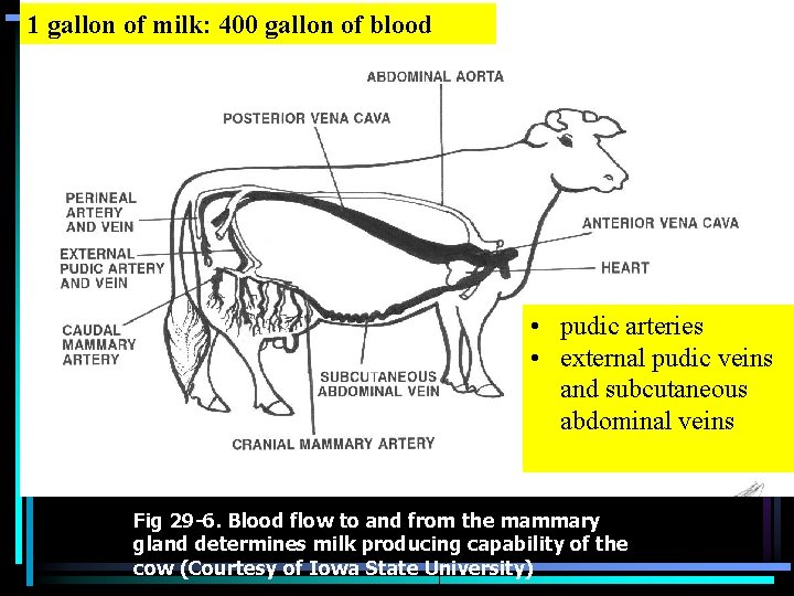 1 gallon of milk: 400 gallon of blood • pudic arteries • external pudic