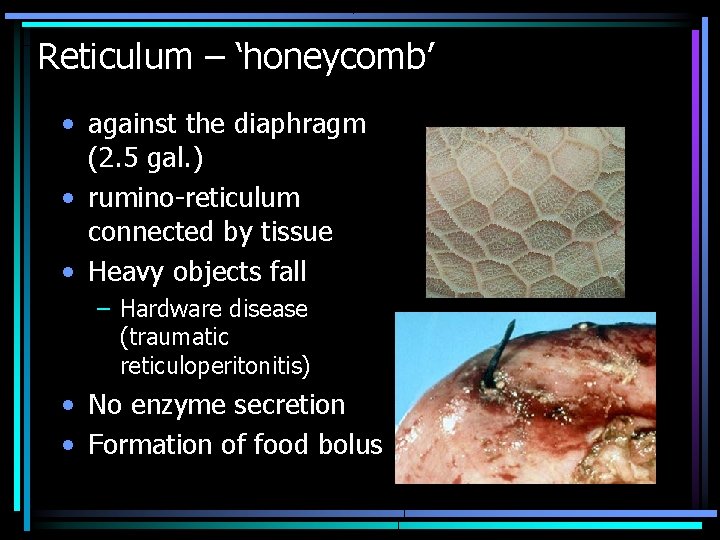 Reticulum – ‘honeycomb’ • against the diaphragm (2. 5 gal. ) • rumino-reticulum connected