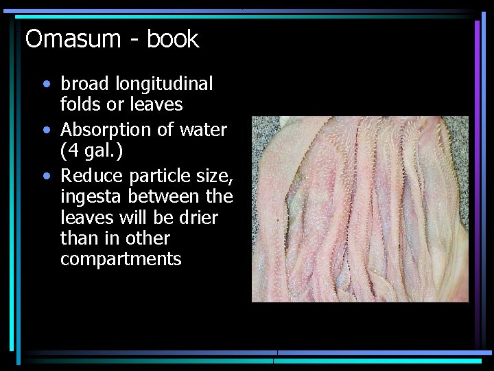 Omasum - book • broad longitudinal folds or leaves • Absorption of water (4