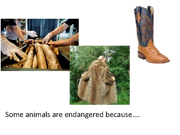 Some animals are endangered because…. 