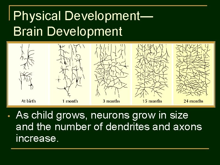 Physical Development— Brain Development • As child grows, neurons grow in size and the