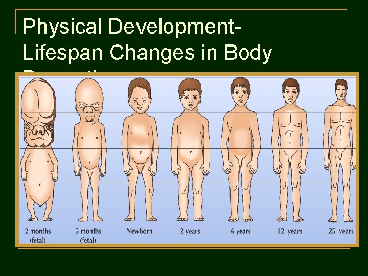 Physical Development. Lifespan Changes in Body Proportions 