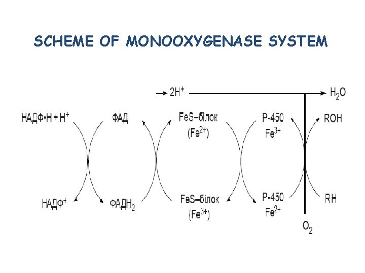 SCHEME OF MONOOXYGENASE SYSTEM 