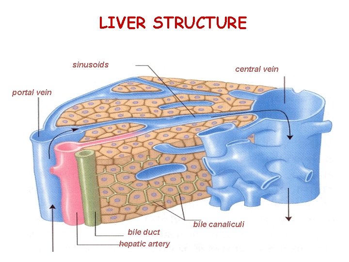 LIVER STRUCTURE sinusoids central vein portal vein bile duct hepatic artery bile canaliculi 