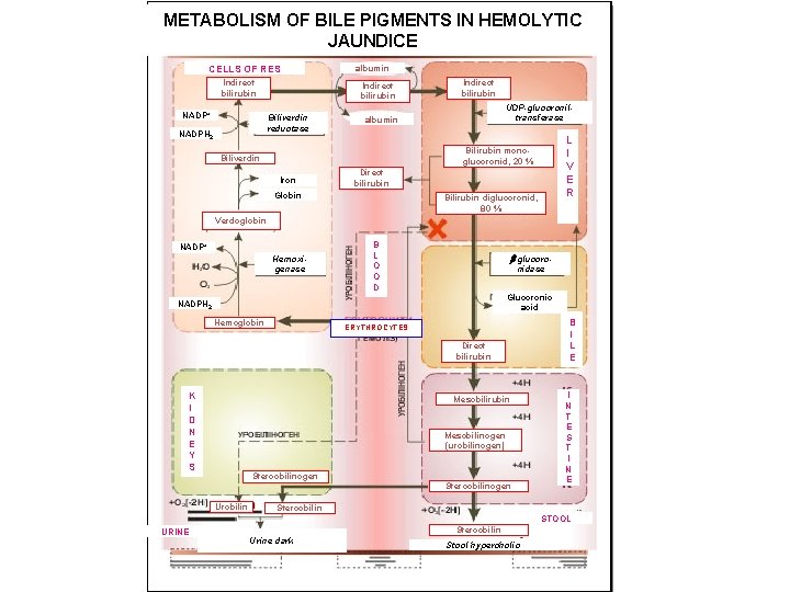METABOLISM OF BILE PIGMENTS IN HEMOLYTIC JAUNDICE CELLS OF RES Indirect bilirubin NADP+ Indirect