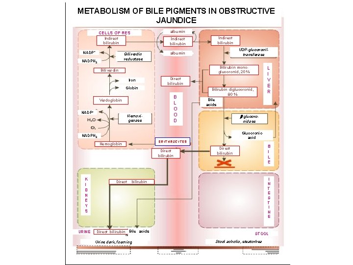 METABOLISM OF BILE PIGMENTS IN OBSTRUCTIVE JAUNDICE albumin CELLS OF RES Indirect bilirubin NADP+