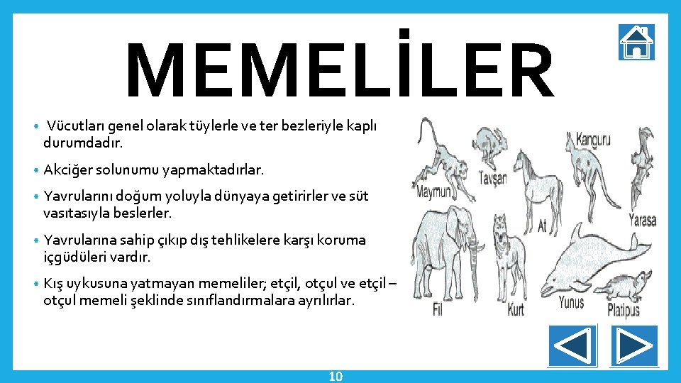 MEMELİLER • Vücutları genel olarak tüylerle ve ter bezleriyle kaplı durumdadır. • Akciğer solunumu