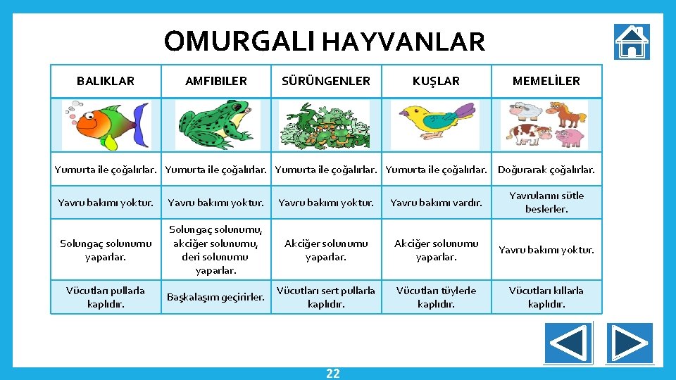 OMURGALI HAYVANLAR BALIKLAR AMFIBILER SÜRÜNGENLER KUŞLAR MEMELİLER Yumurta ile çoğalırlar. Doğurarak çoğalırlar. Yavru bakımı