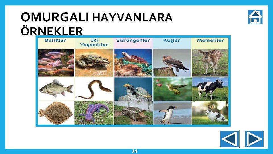 OMURGALI HAYVANLARA ÖRNEKLER 24 