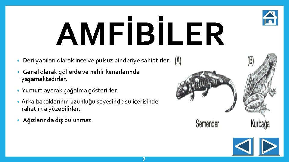 AMFİBİLER • Deri yapıları olarak ince ve pulsuz bir deriye sahiptirler. • Genel olarak