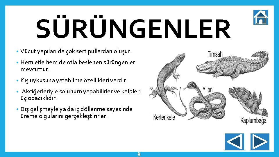 SÜRÜNGENLER • Vücut yapıları da çok sert pullardan oluşur. • Hem etle hem de