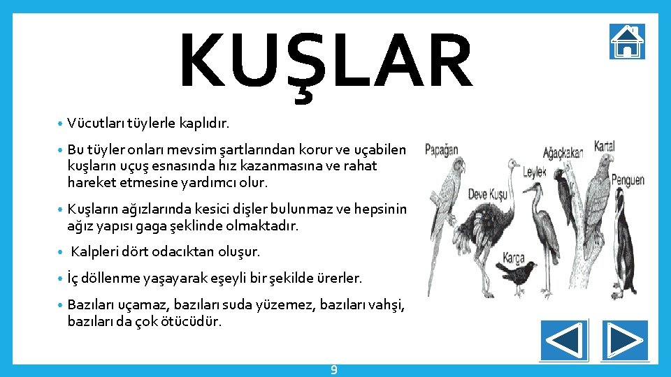 KUŞLAR • Vücutları tüylerle kaplıdır. • Bu tüyler onları mevsim şartlarından korur ve uçabilen