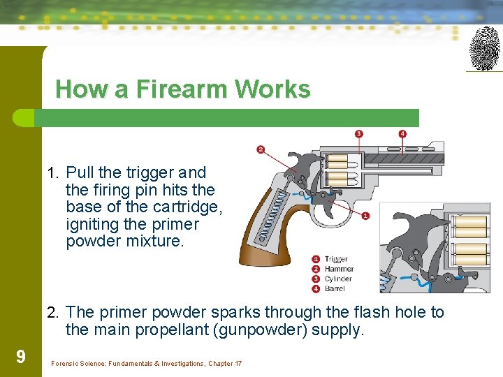 How a Firearm Works 1. Pull the trigger and the firing pin hits the