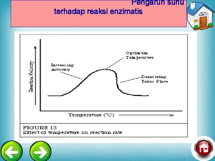  Pengaruh suhu terhadap reaksi enzimatis 
