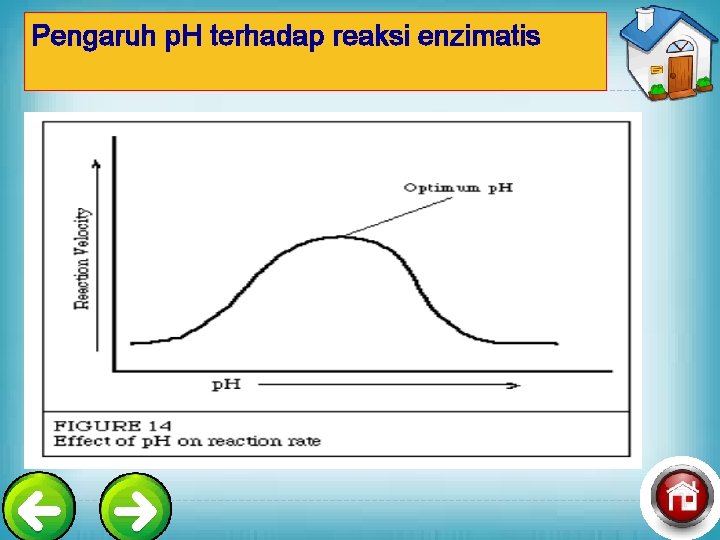 Pengaruh p. H terhadap reaksi enzimatis 
