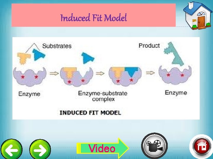 Induced Fit Model Video 