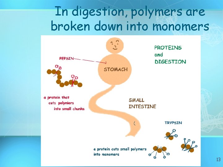 In digestion, polymers are broken down into monomers 13 