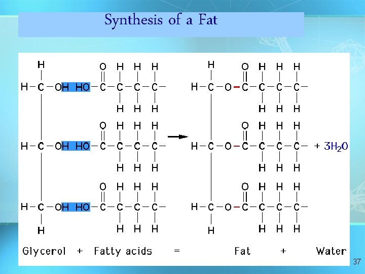 Synthesis of a Fat 37 Synthesis of a Fat 37