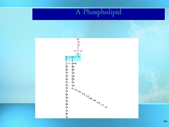 A Phospholipid 44 A Phospholipid 44