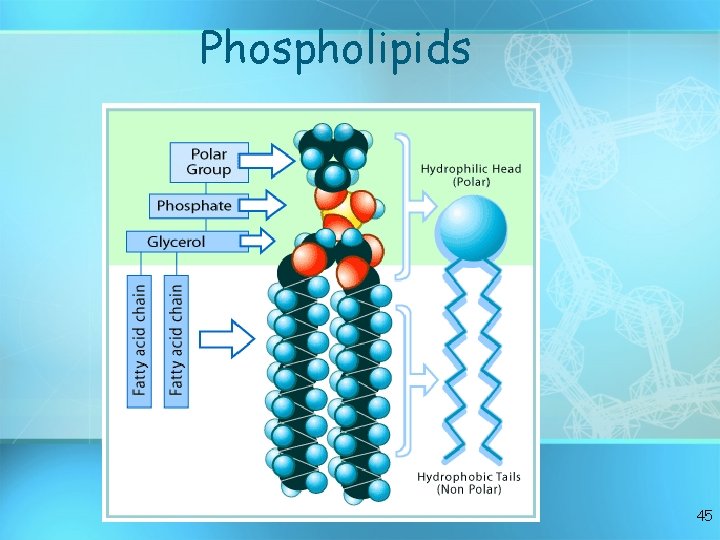 Phospholipids 45 Phospholipids 45