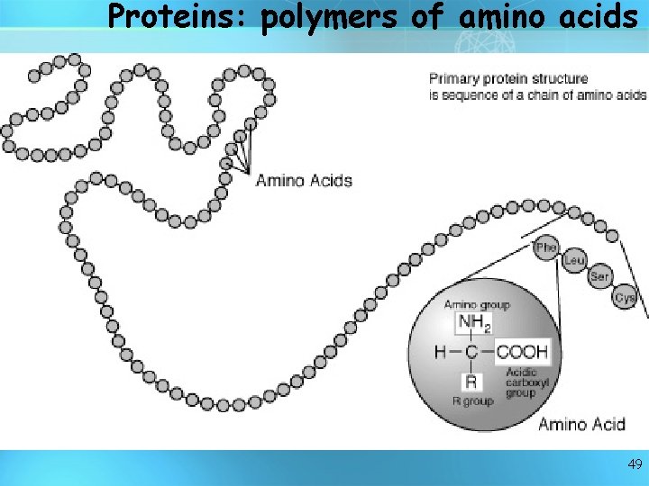 Proteins: polymers of amino acids 49 